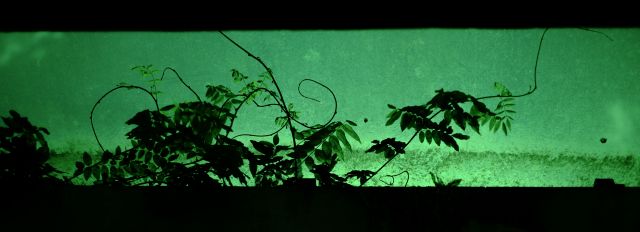 _DSF2541.thumb.jpg.bc2e9059fe3b1ae81c0342e92031e2fe.jpg